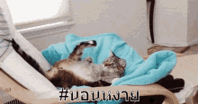 หงาย นอนหงาย แมว GIF