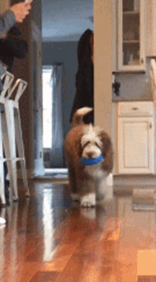 a brown and white dog with a blue toy in its mouth is running in a kitchen