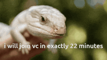 Lizard Vc Reptile GIF