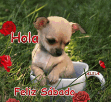 a picture of a puppy in a cup with hola feliz sabado written on it