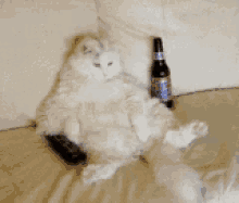 Friday Night, Just Chillin GIF - Cats Remote Beer GIFs
