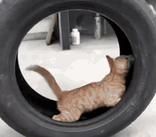 Cat Tire Cat Rollin GIF - Cat Tire Cat Rollin Rollin GIFs