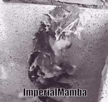 mamba imperial