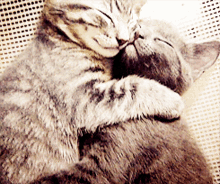 Cat Kitty GIF - Cat Kitty Cuddles GIFs