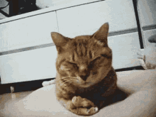 Cat Sleepy GIF - Cat Sleepy Drowsy GIFs