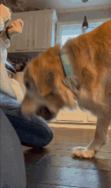 Golden Retriever Dog GIF - Golden Retriever Dog Tennis Ball GIFs