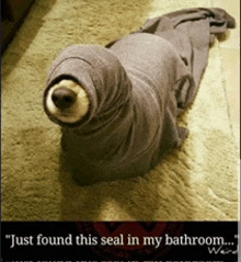 a seal wrapped in a blanket with the words " just found this seal in my bathroom "