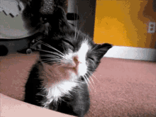 Happy National Cat Day!! GIF - Cats Kitten Cute GIFs