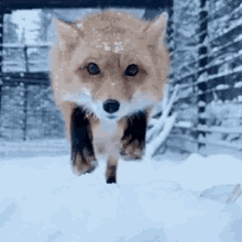 Fox Bite GIF - Fox Bite Attack GIFs