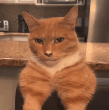 Cat Meme GIF - Cat Meme Rizz GIFs