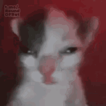 Cat Gato GIF - Cat Gato Faceapp GIFs
