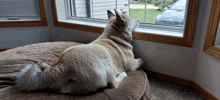 a dog is laying on a bed and looking out a window