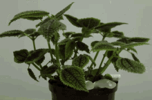 Leaf Plant GIF - Leaf Plant Fingers GIFs