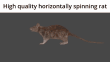 High Quality Horizontally Spinning Rat Rat GIF - High Quality Horizontally Spinning Rat Spinning Rat Horizontally Spinning Rat GIFs