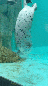 a seal with black spots is swimming in the water