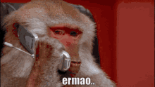 Ermao Osu GIF - Ermao Osu Monkey GIFs