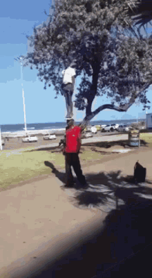 Angolano Equilibrista GIF