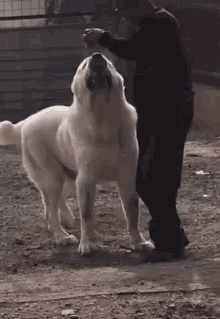 Huge Bitch Huge Dog GIF - Huge Bitch Huge Dog Smallman GIFs