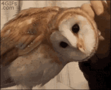 Chouette GIF - Chouette Owl Animal GIFs