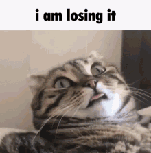 Losing It Cat GIF - Losing It Cat GIFs