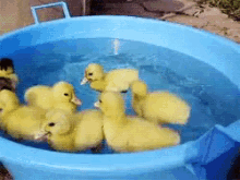 duck duckling adorable swimming