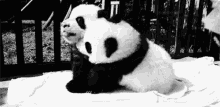 Pandita 2 Pandas Bebes GIF - Pandita Pandas Bebes GIFs