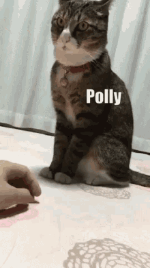 Polly Paulina English Osk Sigurdsson Polly GIF - Polly Paulina English Osk Sigurdsson Polly Osk GIFs