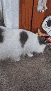 a black and white cat laying on a carpet next to a skeleton .