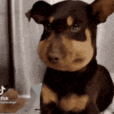 a brown and black dog with a large beehive on its nose