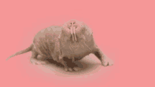 Naked Mole Rat Dancing GIF