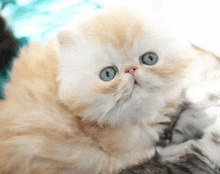 a fluffy kitten with blue eyes is looking up at the camera .