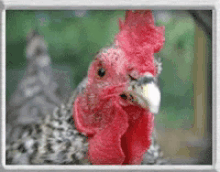 Chickens Byc GIF - Chickens Byc Cluck GIFs