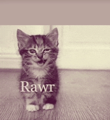 a small kitten is sitting on a wooden floor with the word rawr written on it