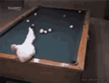 Chicken Laying Eggs Funny Animals GIF