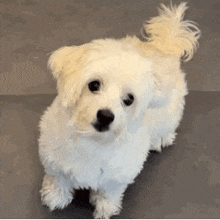 a small white dog with a black nose is looking at the camera .