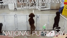 Puppy Day Excited GIF