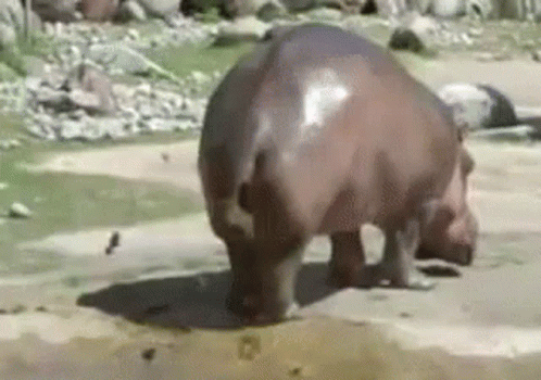 gloria the hippo lying down