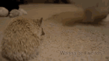 Hedgehog GIF - Hedgehog Friends Dog GIFs