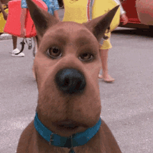 a brown dog with a blue collar is looking at the camera