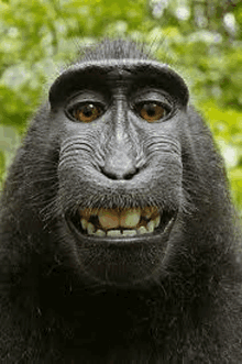 Smiling Monkey GIF - Smiling Monkey GIFs