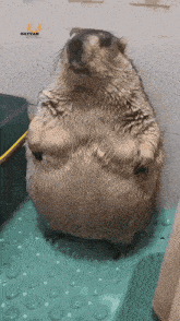 a very fat animal is standing on a green mat with hayvan written on it