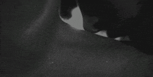 a black and white photo of a person 's neck and neckline .
