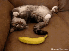 Cats Scared GIF - Cats Scared Banana GIFs
