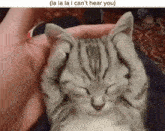a person is petting a kitten 's head with their hand .