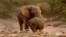Fighting Elephant Vs Rhino Animal Fight Night GIF