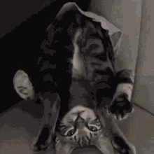 Yoga Cat GIF