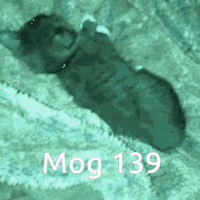 Mog 139 GIF - Mog 139 139 Mog GIFs