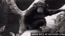 Monkey Butt GIF - Monkey Butt Smell It GIFs