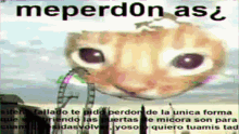 Gato Meperdonas GIF - Gato Meperdonas Meperd0nas GIFs