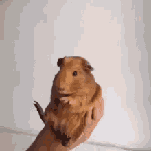 Oh God! What Was That!? GIF - Cute Guineapig Funny GIFs